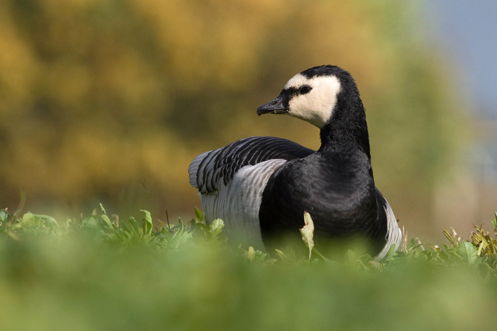 A visiting Barnacle Goose, Marsh Harriers and Fledging Passerines!